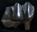 Pleistocene Camel Tooth - Florida #3762-2